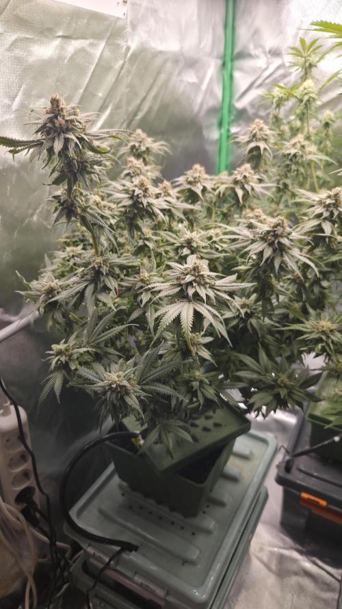 Señor Piña v2. Week 15