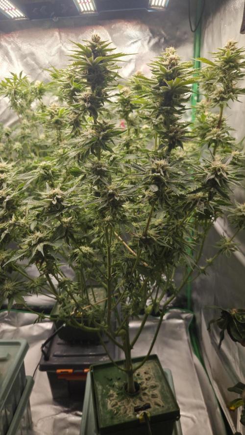 Schweppez. Week 11