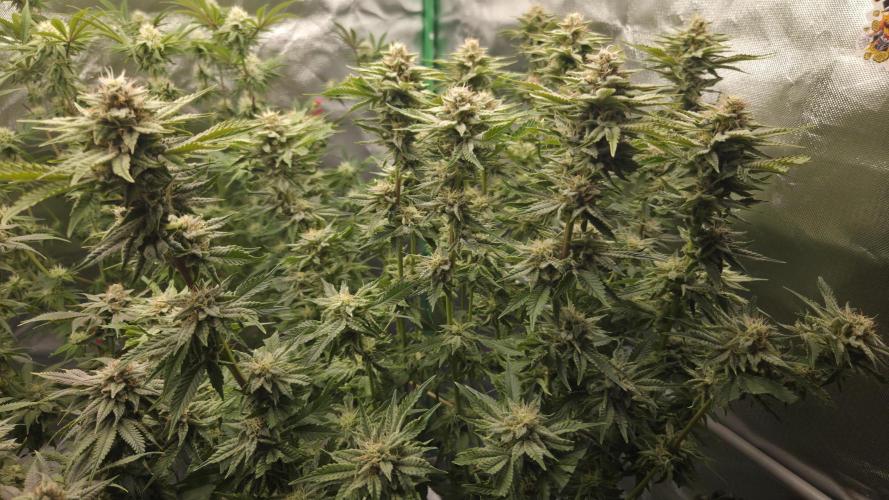 Schweppez. Week 11
