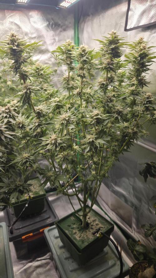 Schweppez. Week 11