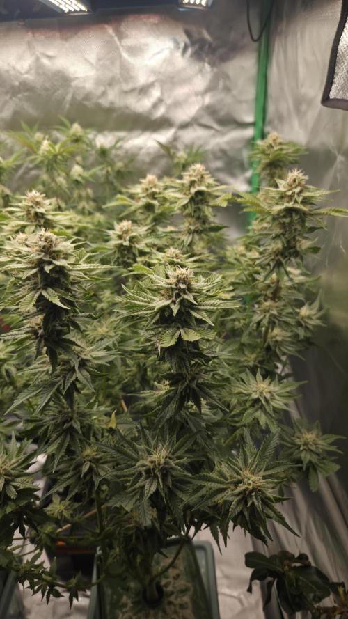 Schweppez. Week 11