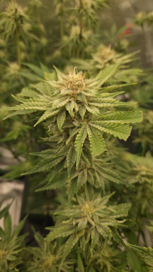 Schweppez. Week 11