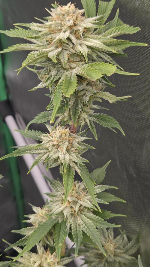 Schweppez. Week 11