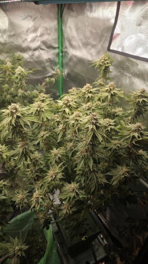 Schweppez. Week 12