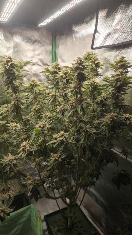 Schweppez. Week 12