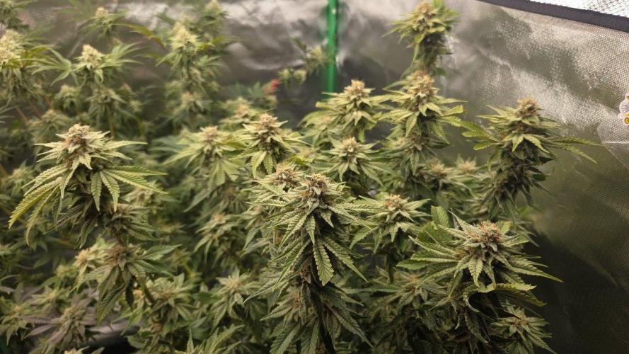 Schweppez. Week 12