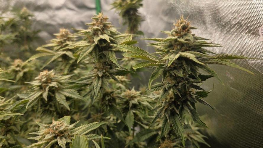 Schweppez. Week 12