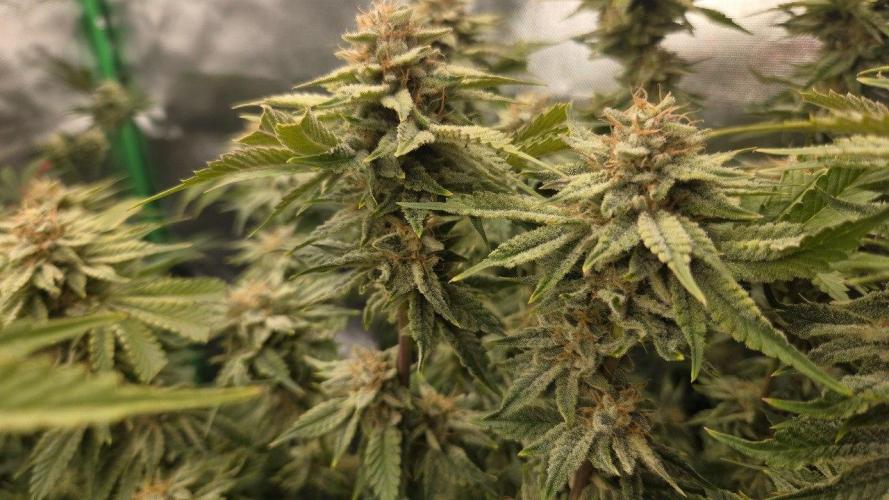 Schweppez. Week 12