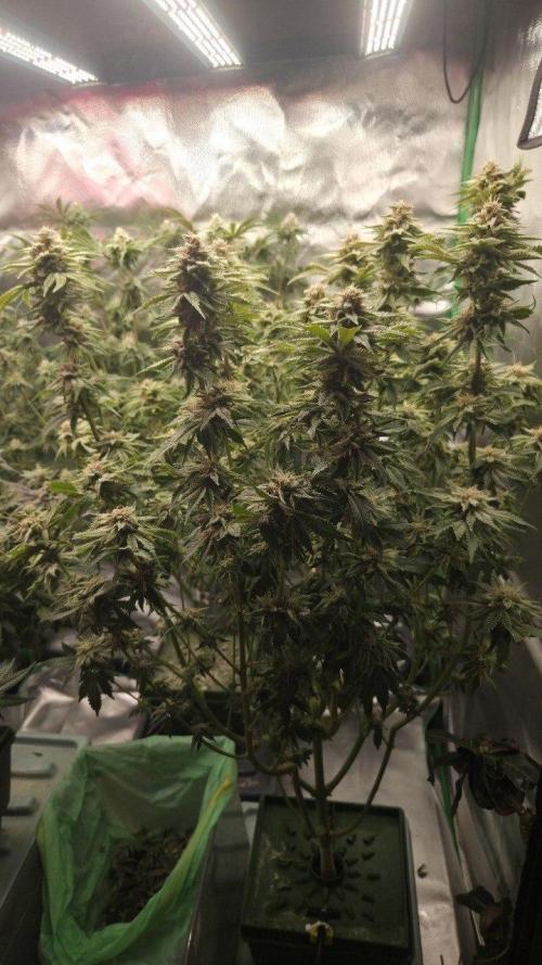 Schweppez. Week 12