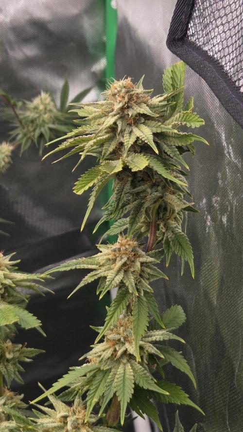Schweppez. Week 12