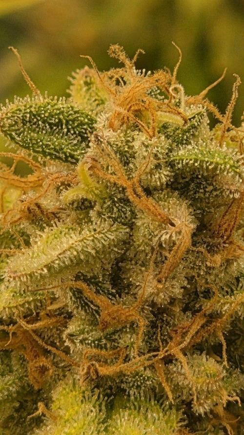 Schweppez. Week 13