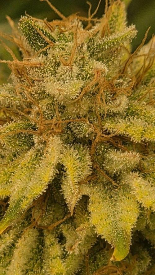 Schweppez. Week 13