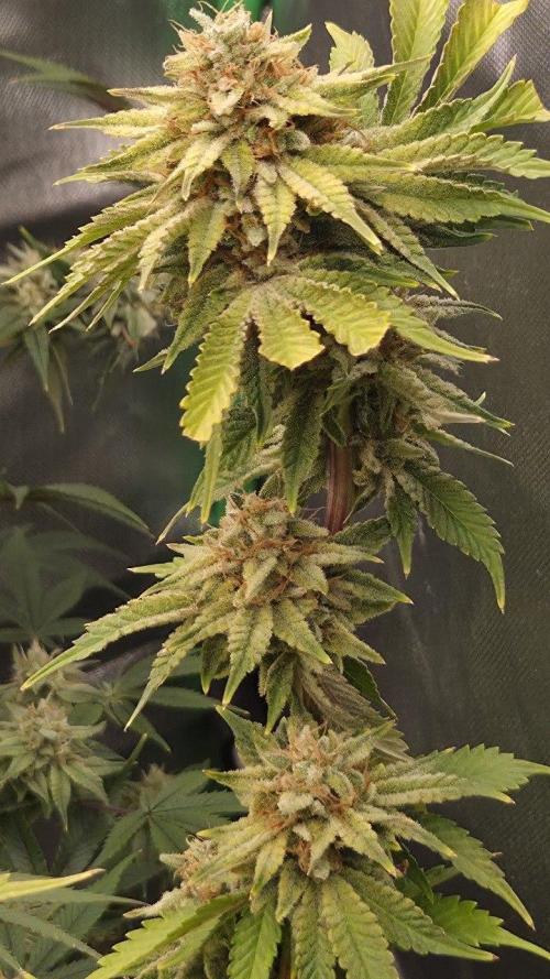 Schweppez. Week 13