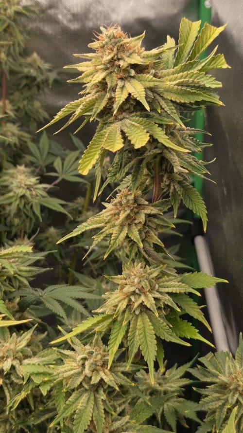 Schweppez. Week 13