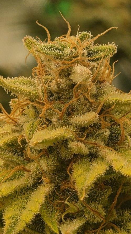Schweppez. Week 13