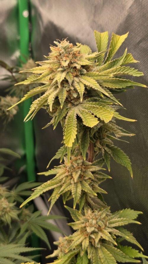 Schweppez. Week 13