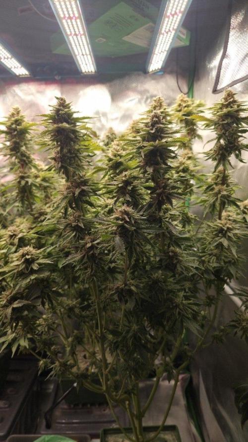 Schweppez. Week 13