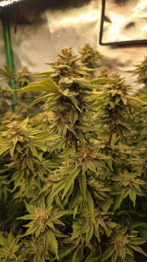 Schweppez. Week 13