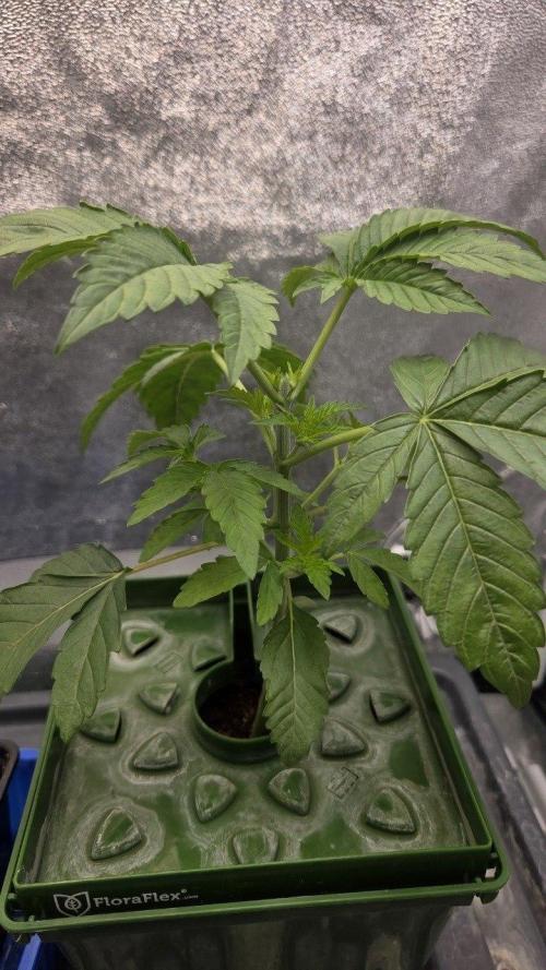 Apple Fritter. Week 5
