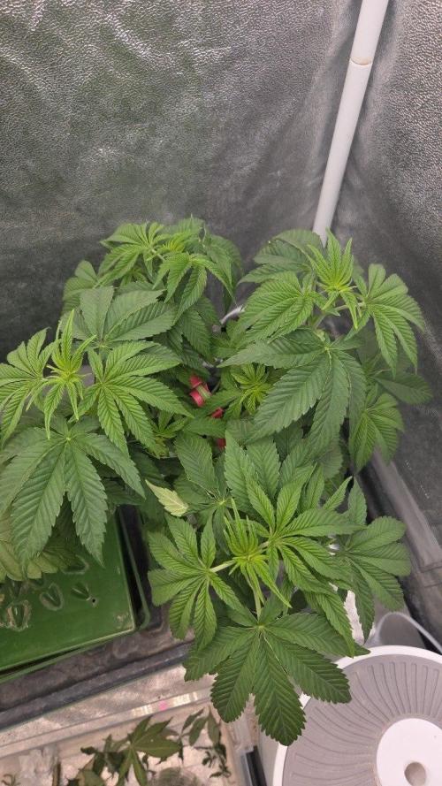 Apple Fritter. Week 5