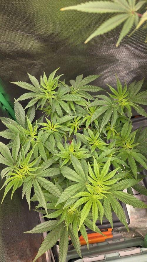 Apple Fritter. Week 6