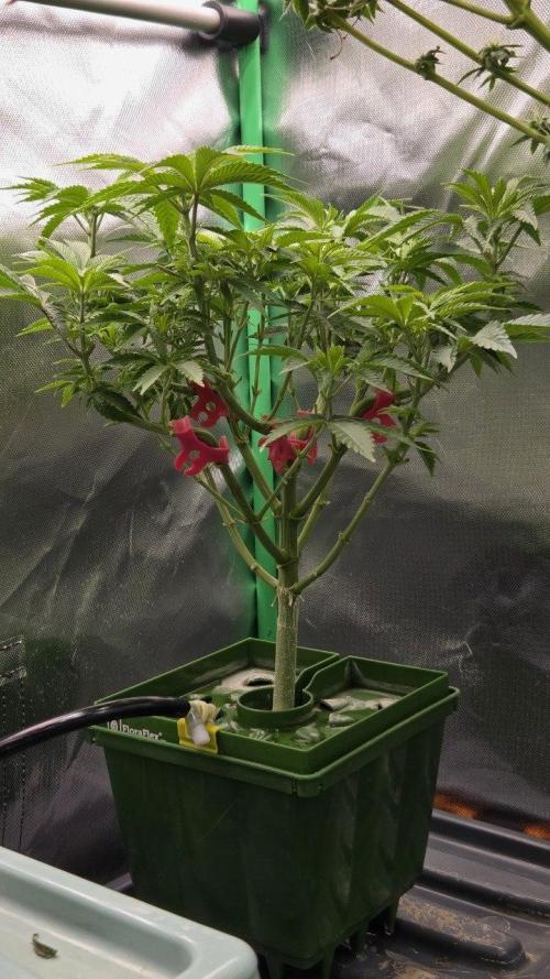 Apple Fritter. Week 6