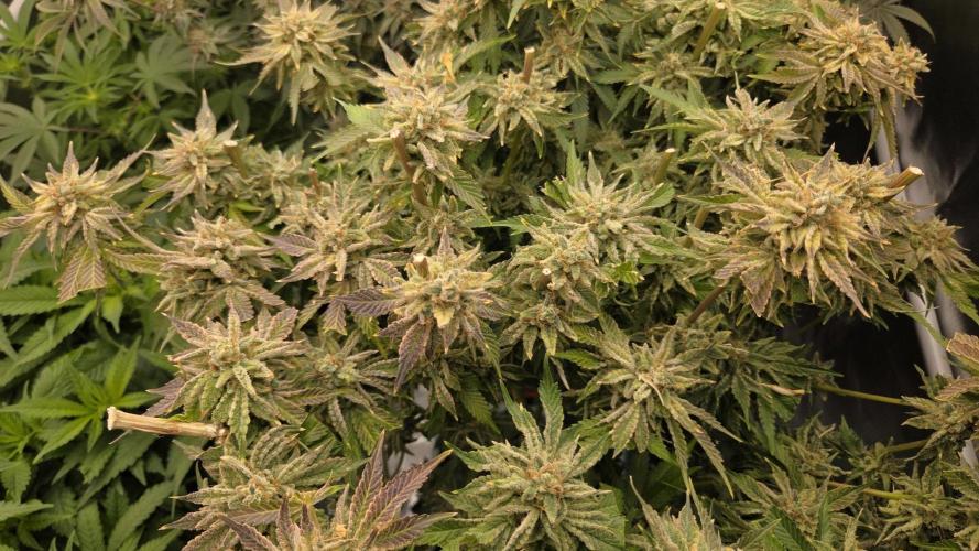 Schweppez. Week 14