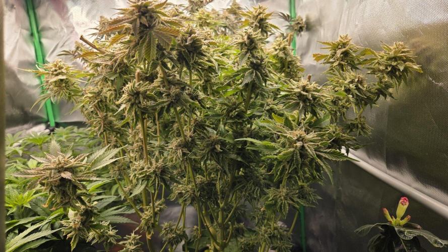 Schweppez. Week 14