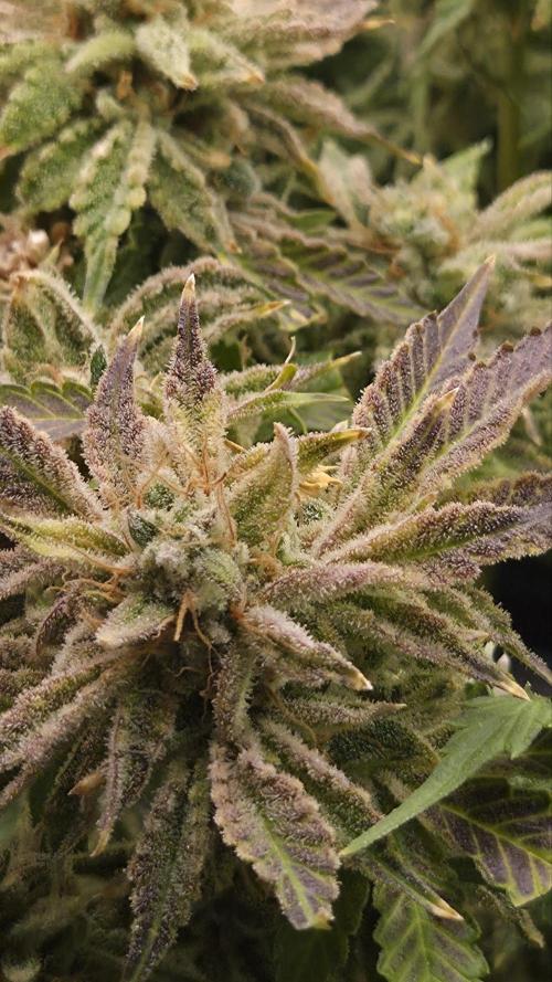Schweppez. Week 14