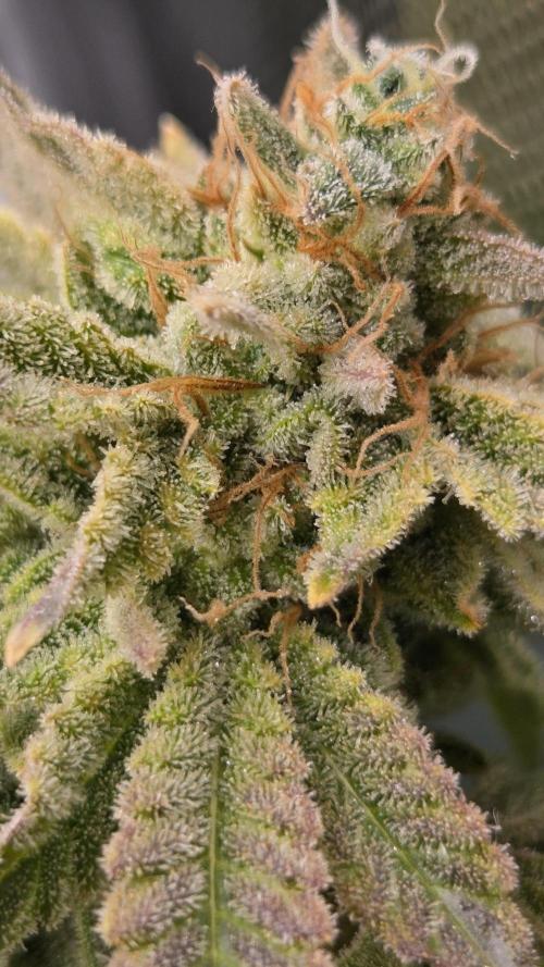 Schweppez. Week 14