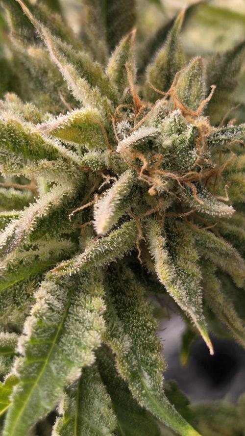 Schweppez. Week 14