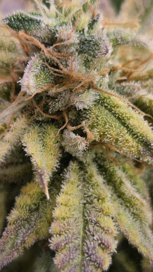 Schweppez. Week 14