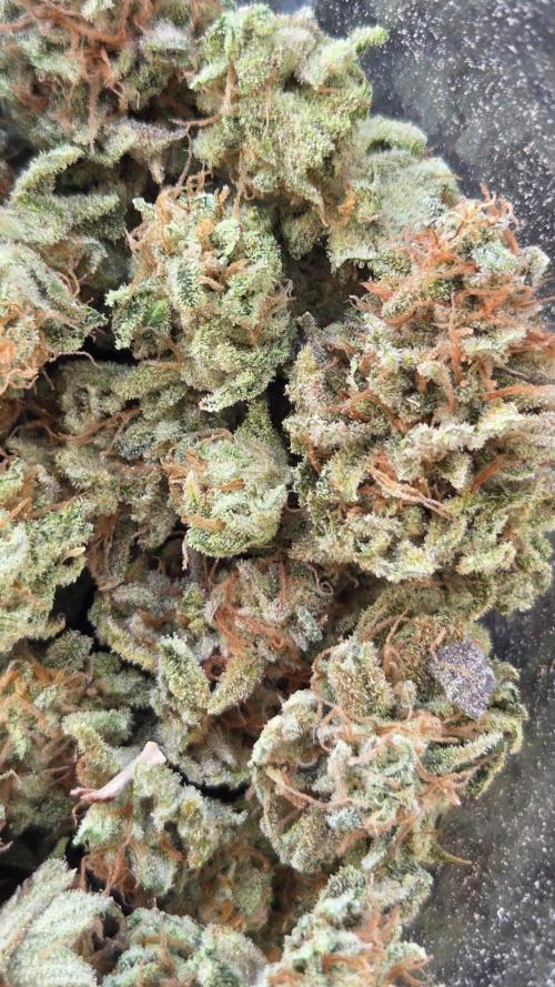 Schweppez. Week 15
