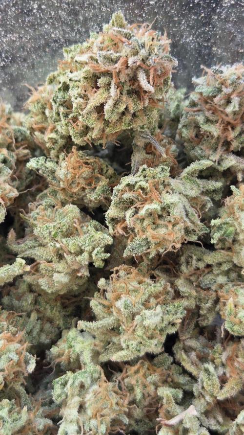 Schweppez. Week 15