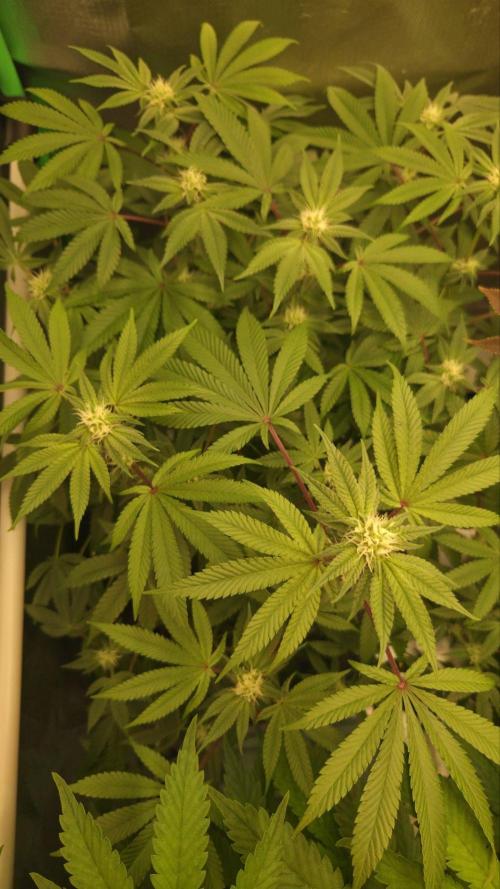 Apple Fritter. Week 8