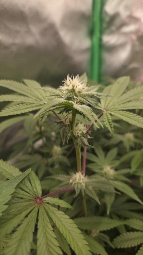 Apple Fritter. Week 8