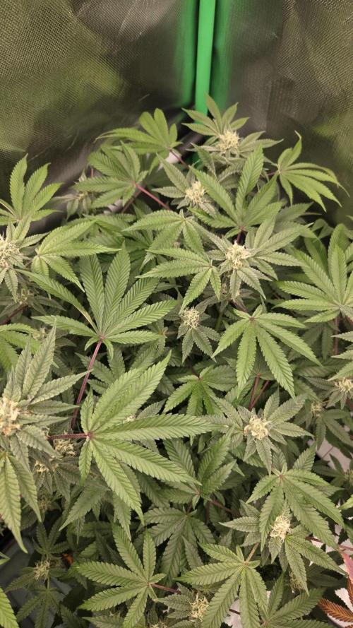 Apple Fritter. Week 9