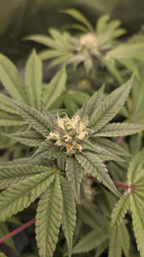 Apple Fritter. Week 9