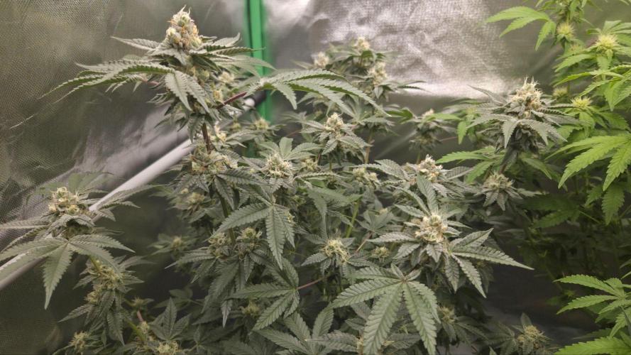 Apple Fritter. Week 10