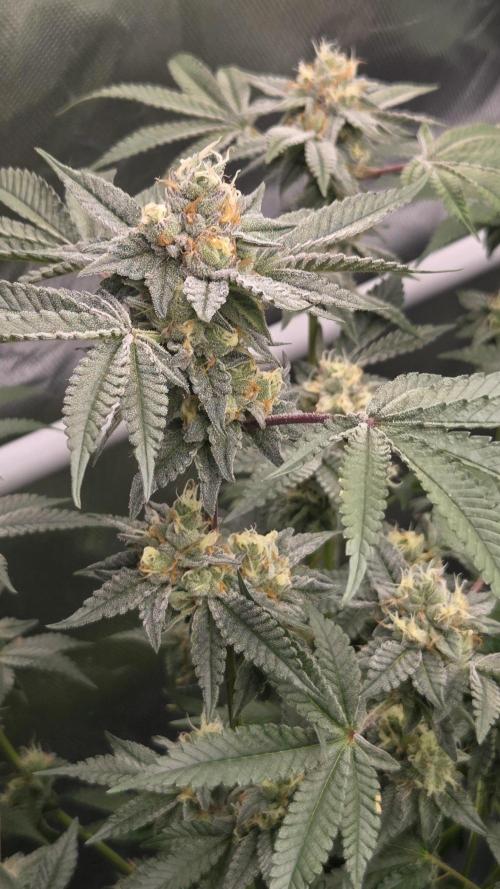 Apple Fritter. Week 10
