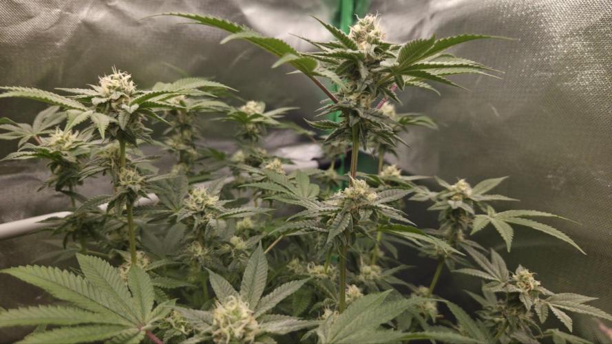 Apple Fritter. Week 10