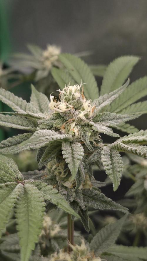 Apple Fritter. Week 10