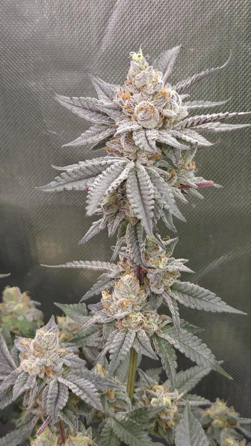 Apple Fritter. Week 12