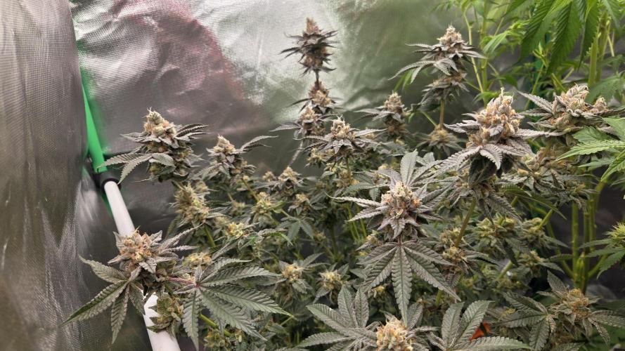 Apple Fritter. Week 12