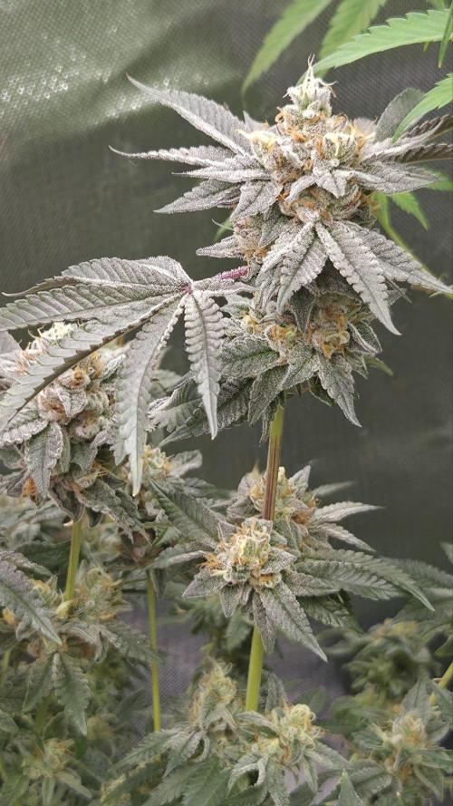 Apple Fritter. Week 12