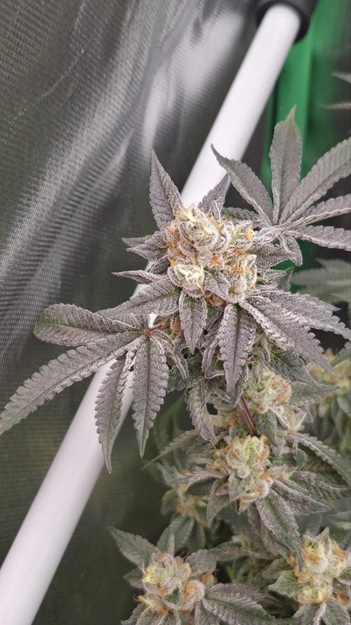 Apple Fritter. Week 12