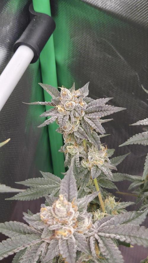 Apple Fritter. Week 12