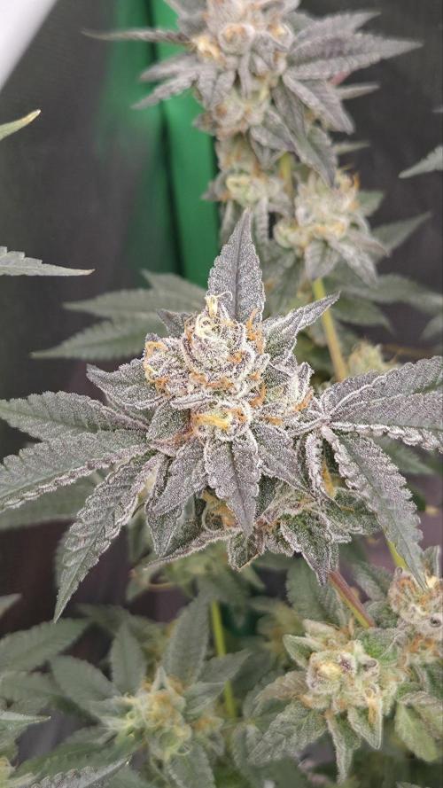 Apple Fritter. Week 12