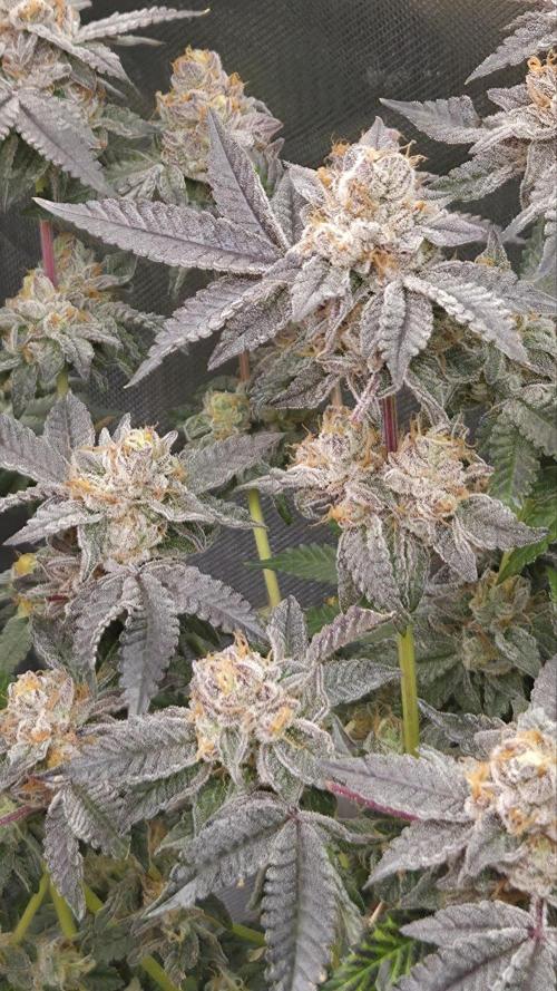 Apple Fritter. Week 13