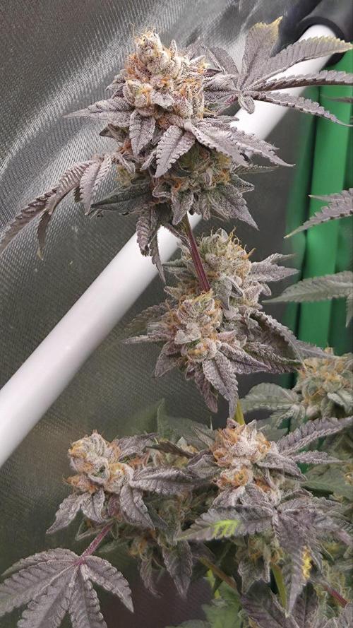 Apple Fritter. Week 13